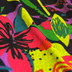 Jungle Rainbow