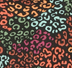 Leopard Rainbow